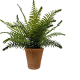 Boston Fern In Terra Cotta