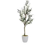 Olive Tree  Textured Planter