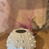 Sea urchin vase medium