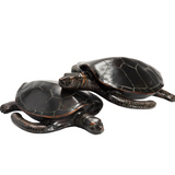 Turtle Status- Brown